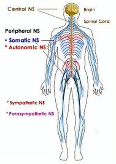 Levels of Organization and Pictures - The Nervous system